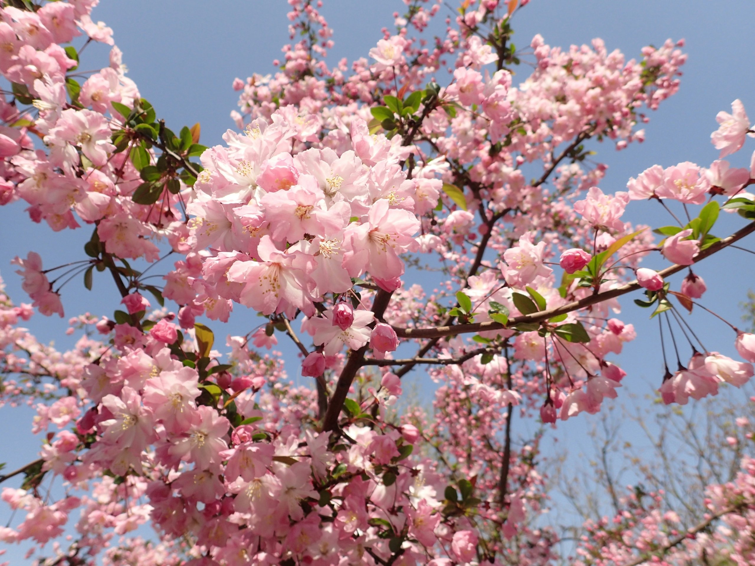 Photo of blossom